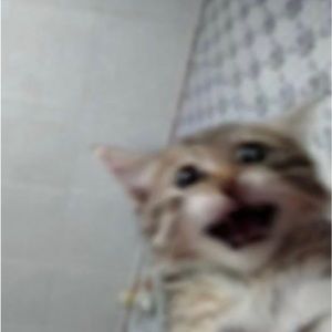 Meet your Posher, Charlie